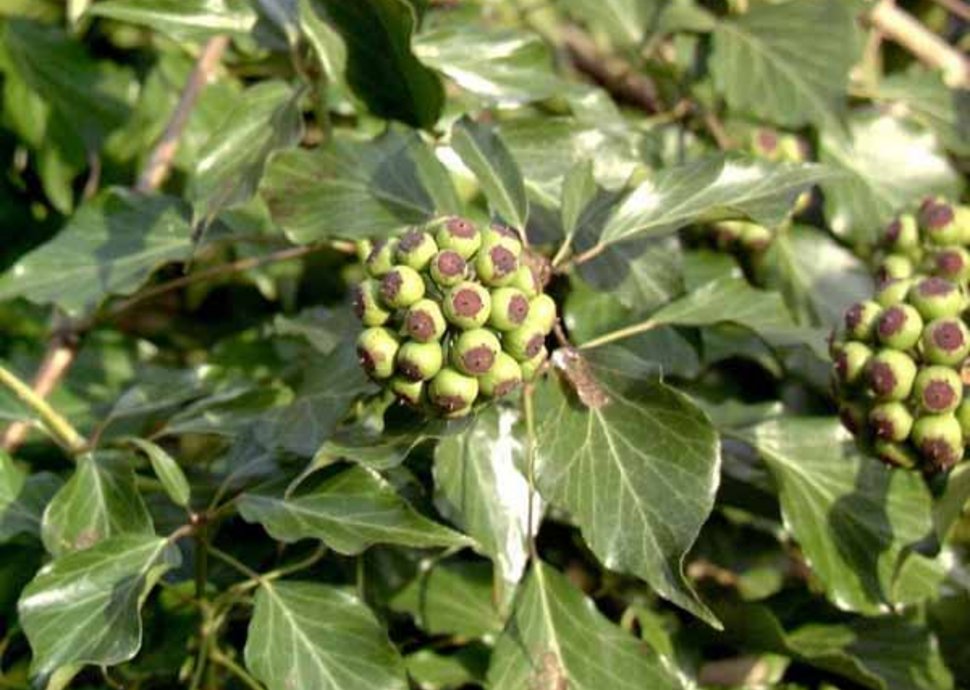 Strauchefeu – Hedera helix ‘Arborescens‘