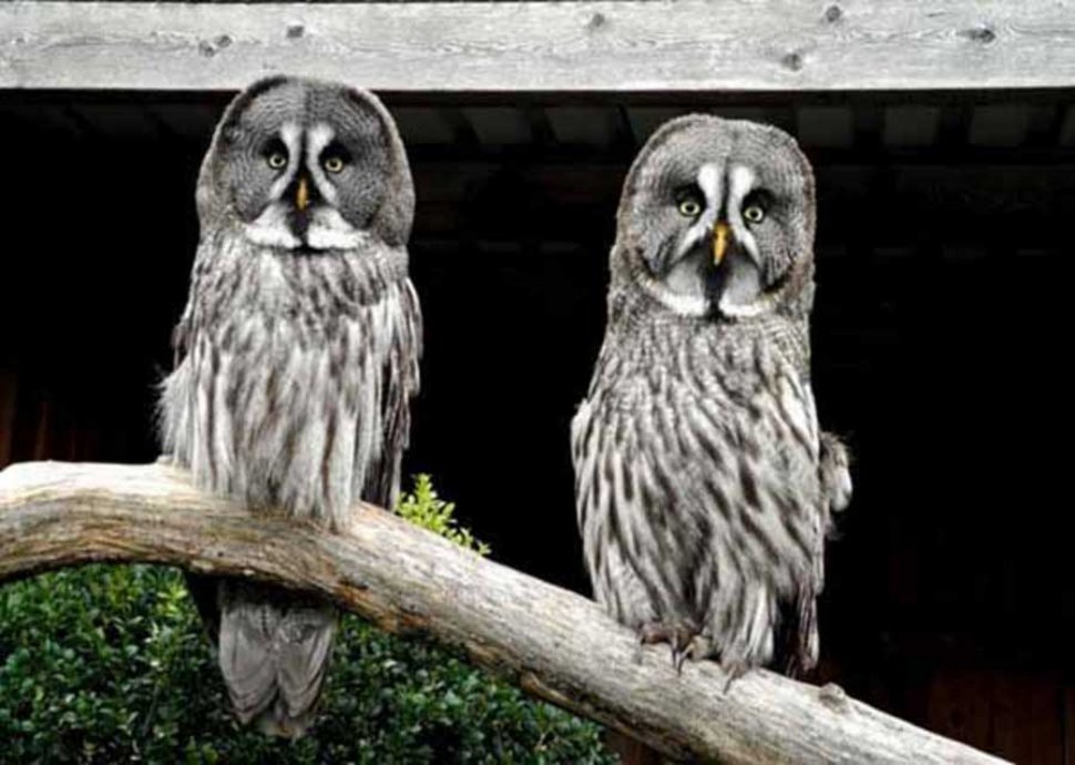 Einmaliger Greifvogelpark in Buchs