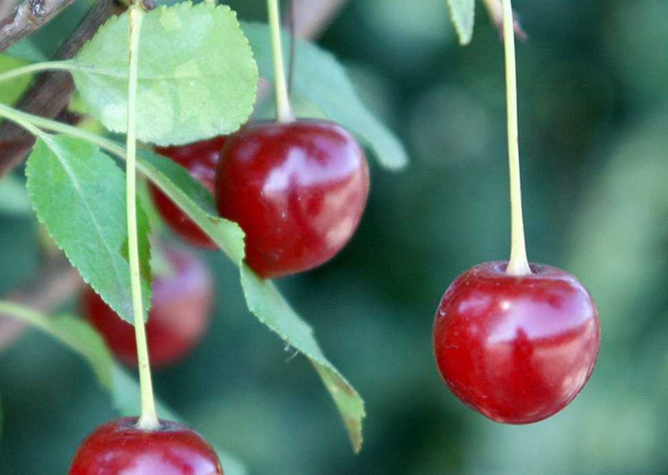 Zwergkirsche Prunus Morellino