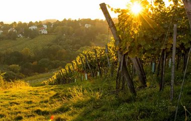 Einen Wein von guter Qualität erkennen Einen Wein von guter Qualität erkennen