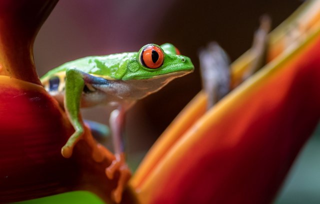 Natur Pur im Regenwald von Costa Rica – rotäugiger Baum Frosch
