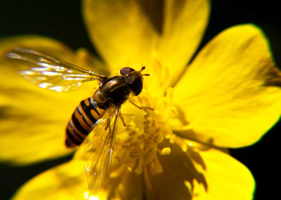 Biodiversität: Wie kann sie geschützt werden?