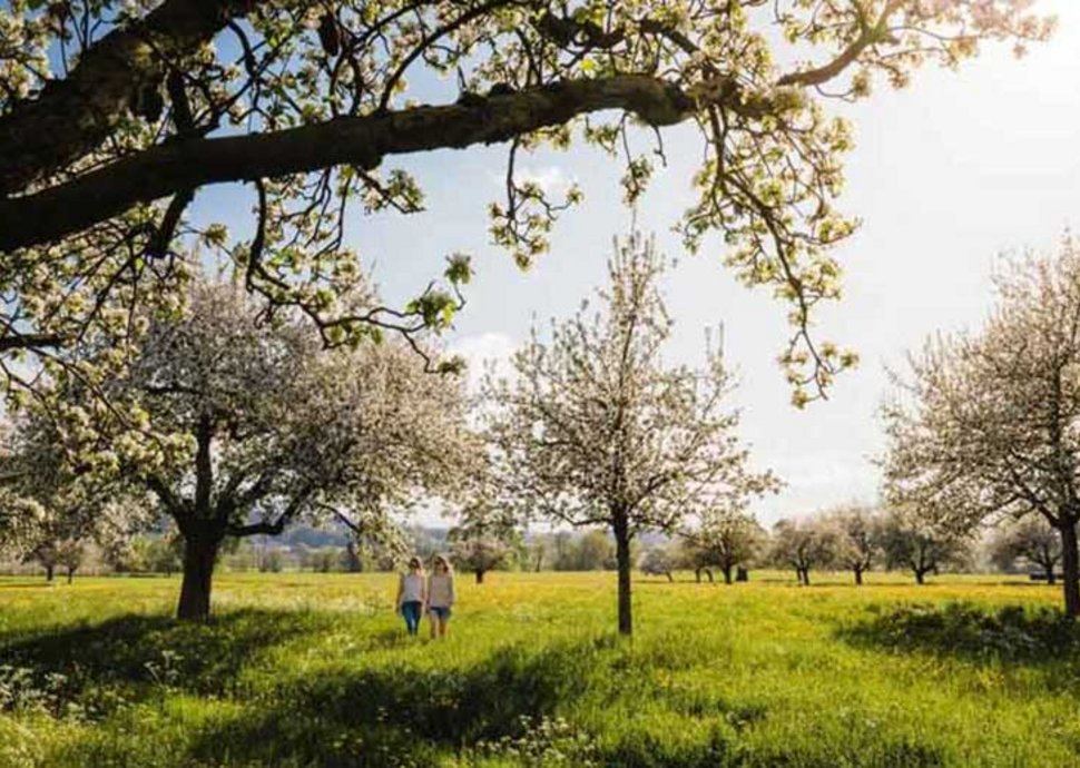 Apfelblüte im Kanton Thurgau