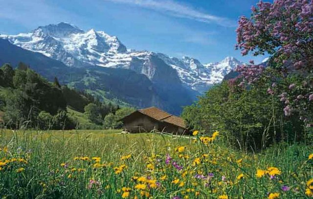 Duftende Alpwiese mit traumhaften Aussichten 