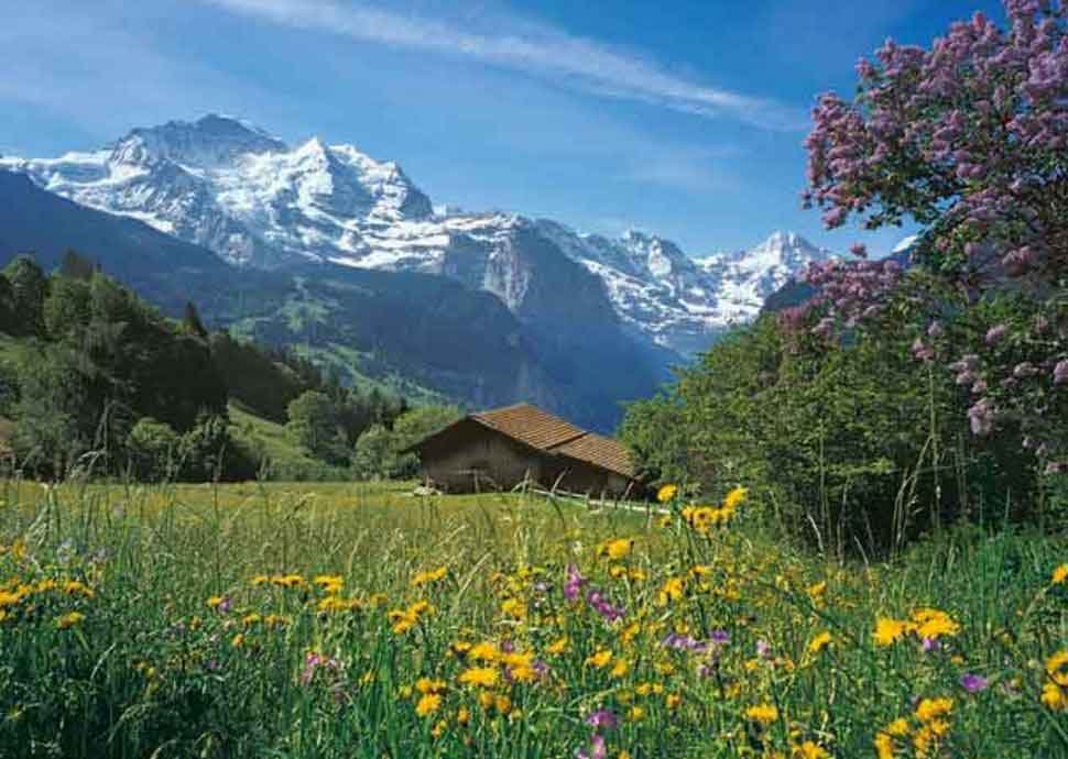 Duftende Alpwiese mit traumhaften Aussichten 