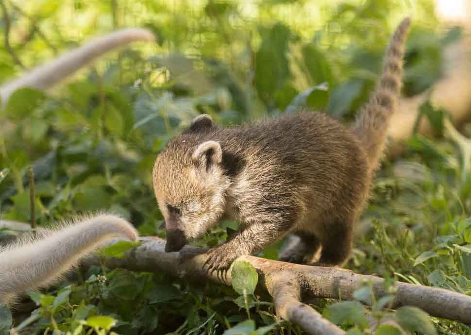 Nasenbär