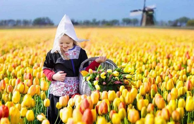 Tulpenblühte - unglaubliche Farbenpracht in Holland