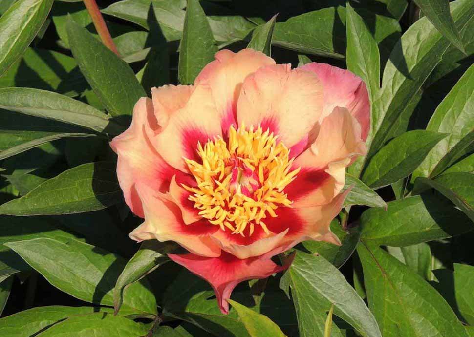 Paeonia Itoh Court Jester