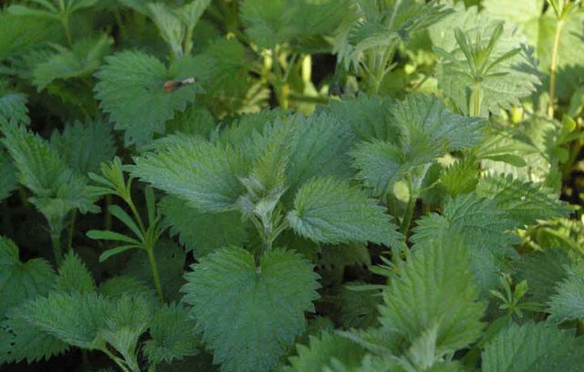 Gesund werden mit Wildkräutern