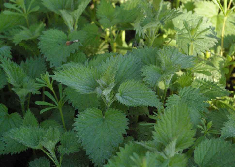 Gesund werden mit Wildkräutern