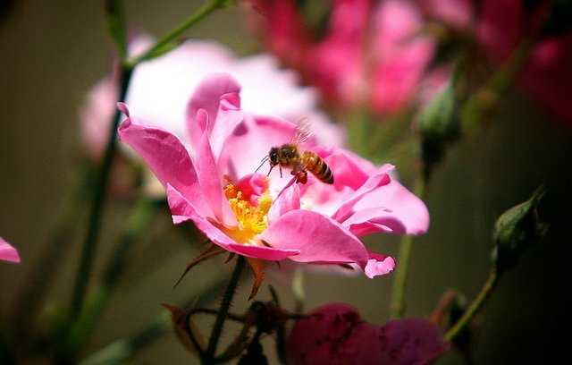 Dilemma: Frischluft versus Pollen.
