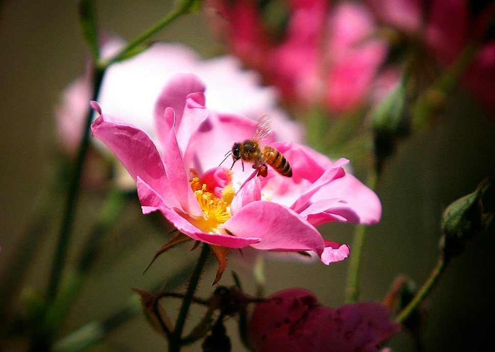 Dilemma: Frischluft versus Pollen.