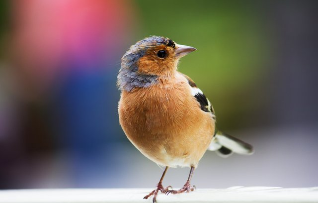 Soll man Vögel im Winter füttern?