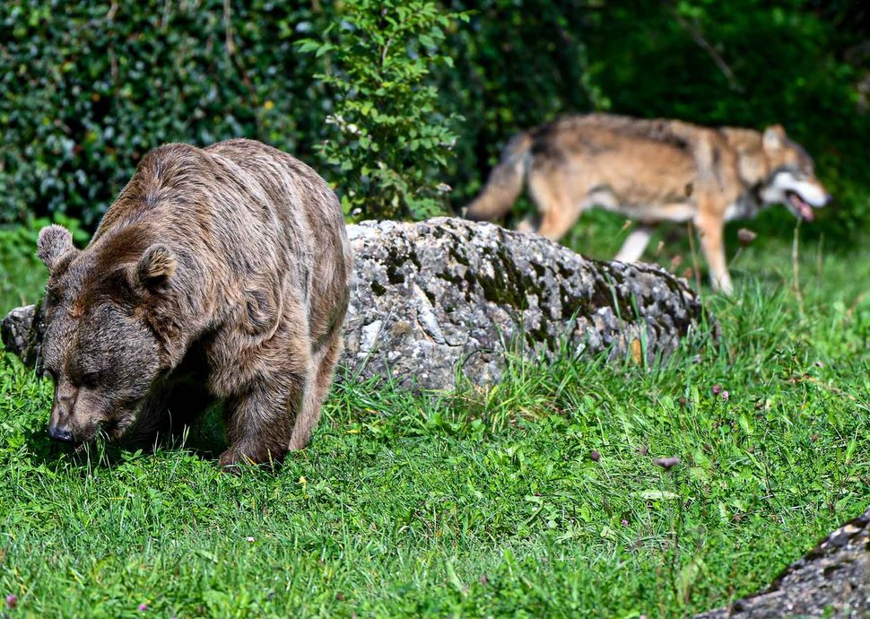 Braunbär und Wolf, Tierpark Goldau