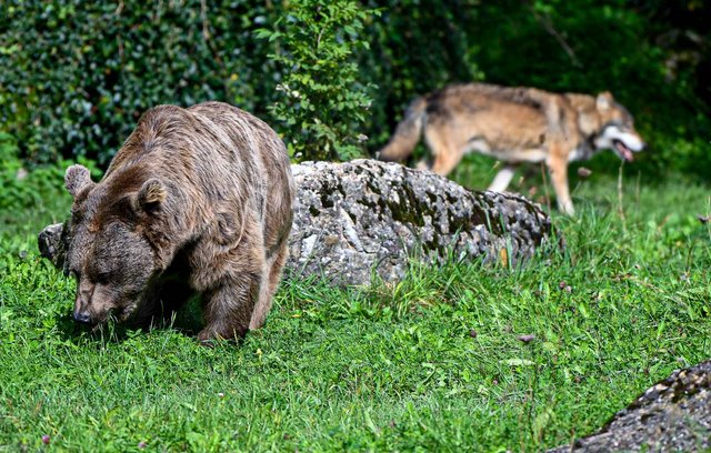 Braunbär und Wolf, Tierpark Goldau
