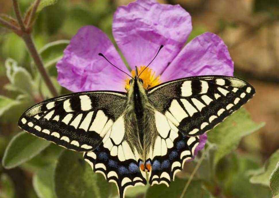 Schmetterlling Schwalbenschwanz Schmetterlling Schwalbenschwanz