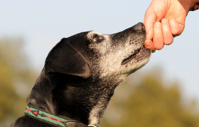 Lebensretter, treuster Freund, Hund, Rettungshund