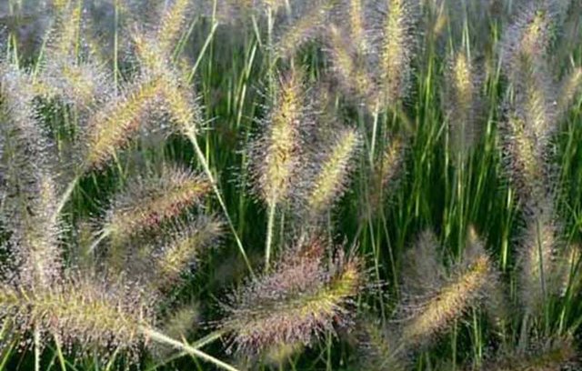 Pennisetum Alopecuroides Gelbstiel