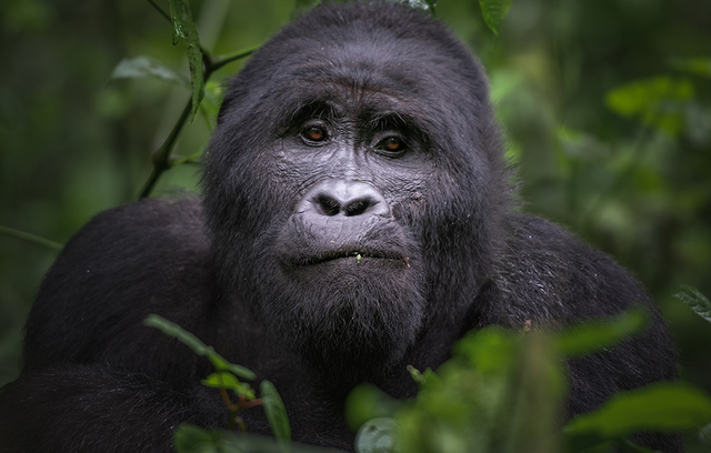 Berggorilla im Dschungel