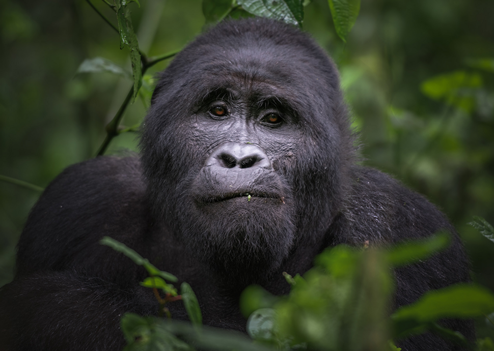 Berggorilla im Dschungel