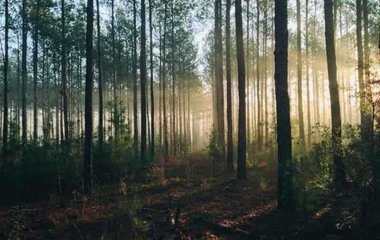 Waldbaden und Achtsamkeit erleben