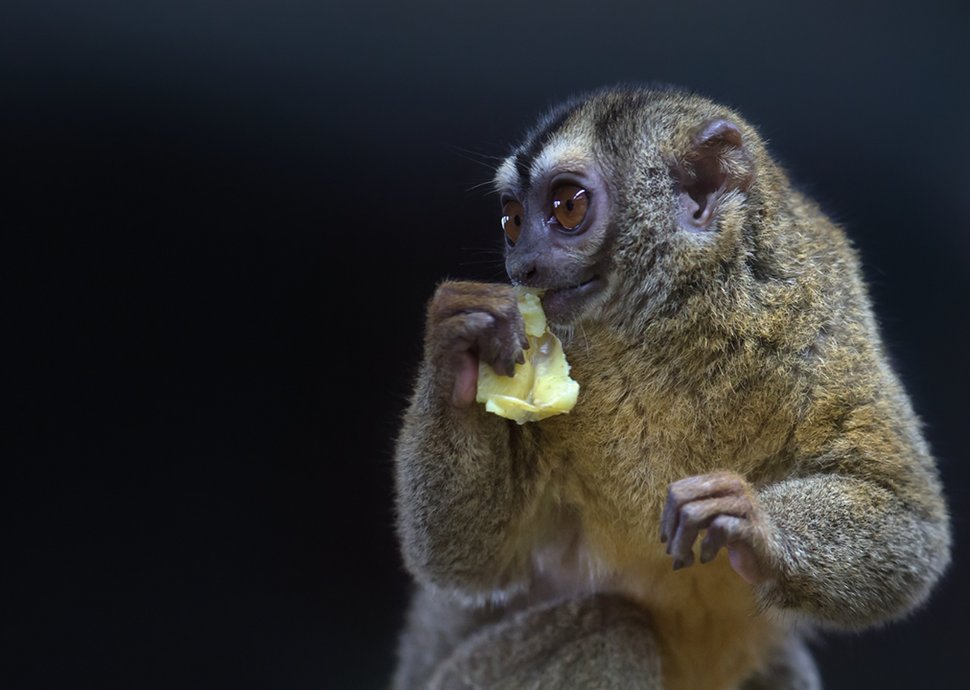 Nachtaffe im Walter Zoo