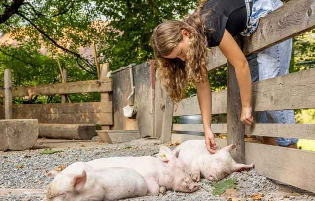 Im Streichelgehege gibt es Streicheleinheiten für die Ballenberg-Ferkel