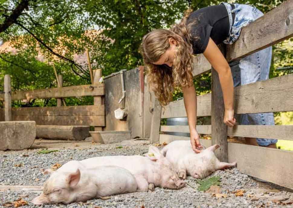 Im Streichelgehege gibt es Streicheleinheiten für die Ballenberg-Ferkel