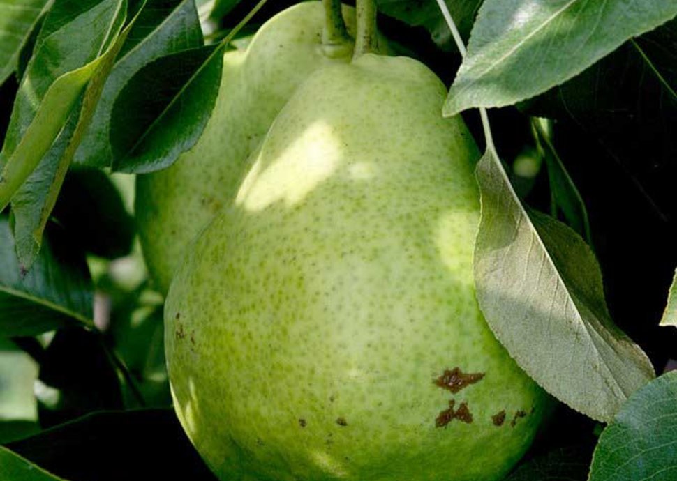 Zwergbirne Pyrus Sweet Dwarf