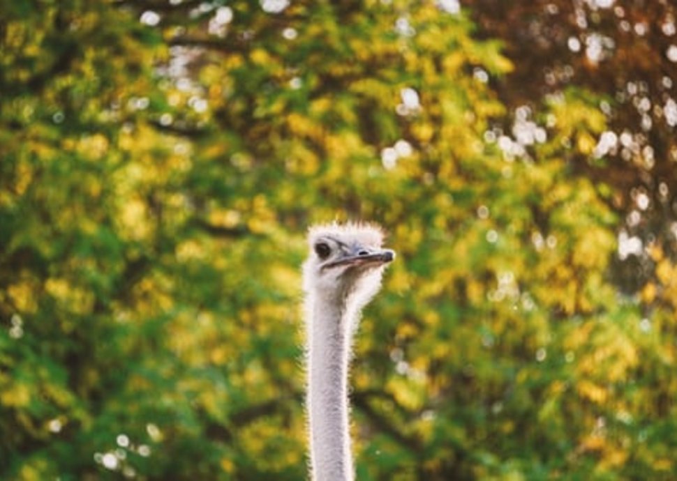Tierpark, Freizeitpark, Naturpark, Ausflug Schweiz Tierpark, Freizeitpark, Naturpark, Ausflug Schweiz