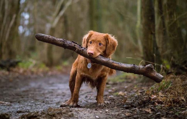 Hund, Beziehung, Tiere, Haustiere