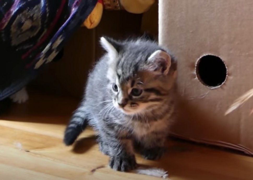 Katzen, Kätzchen, Katzen-Videos Katzen, Kätzchen, Katzen-Videos