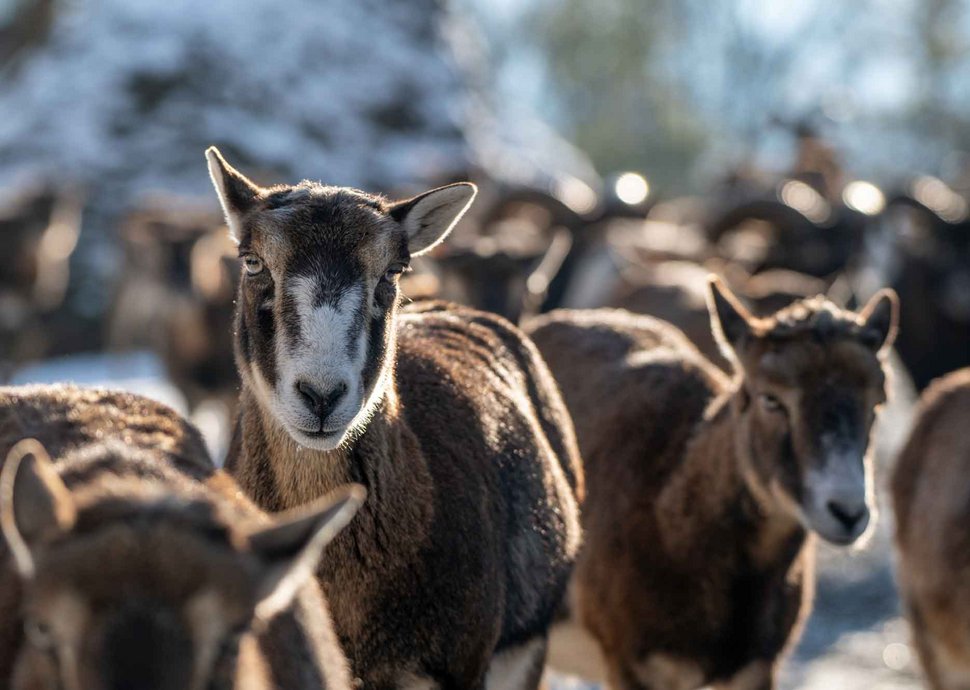 Mufflon - Tierpark Goldau