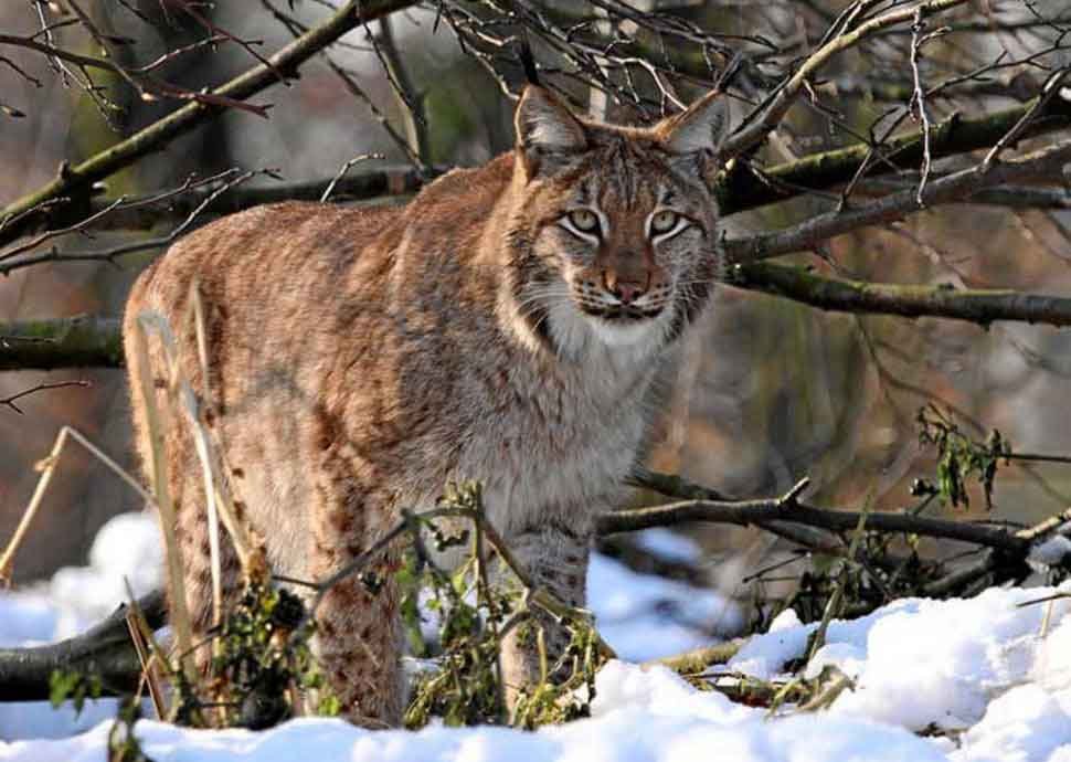 Tierpark Lange Erlen - Eurasischer Luchs