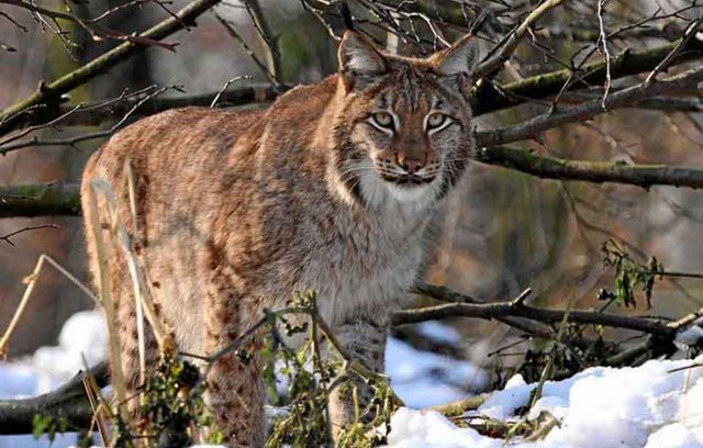 Tierpark Lange Erlen - Eurasischer Luchs