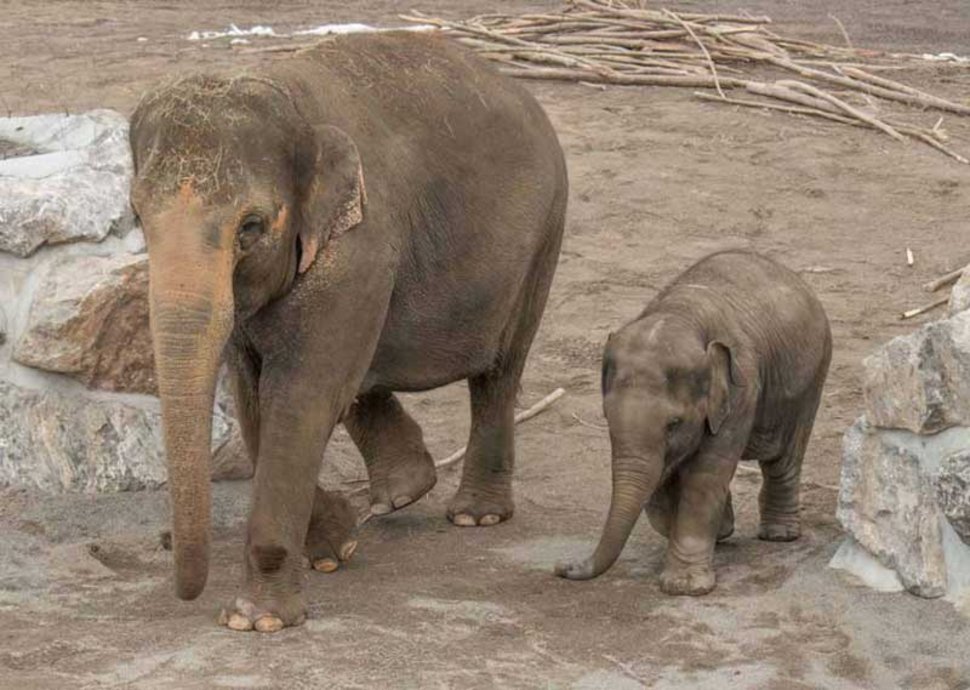 kleine und grosse Elefanten im Elefantenpark Himmapan 