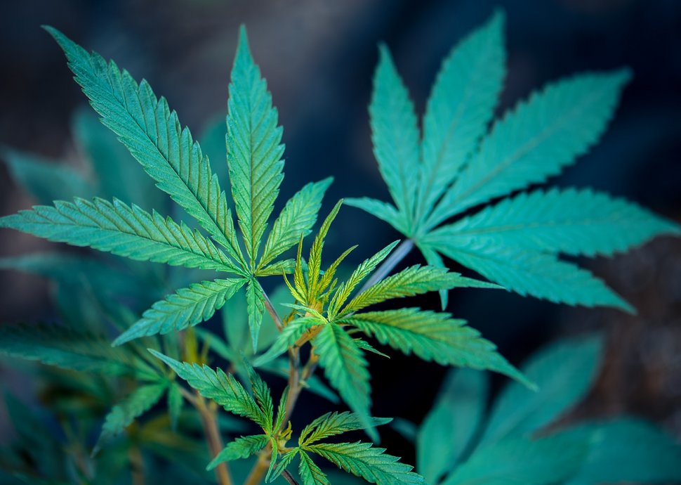 Marihuana hilft bei chronischen Schmerzen Marihuana hilft bei chronischen Schmerzen