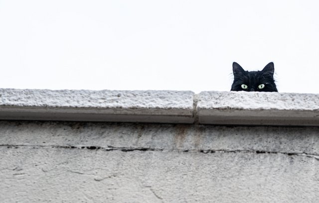 5 Gründe, warum man sich keine Katze anschaffen soll