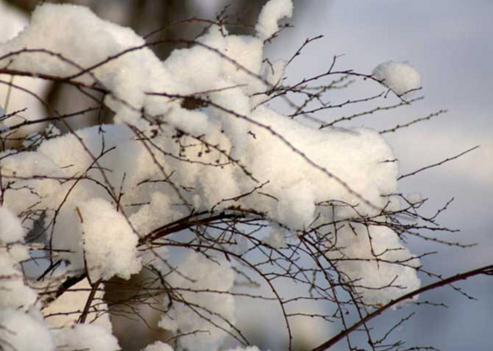 Garten: Väterchen Frost schaut vorbei