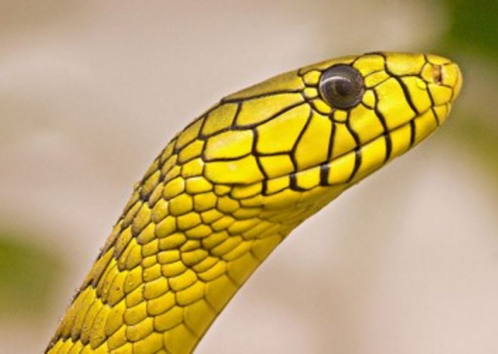 Schlangenzoo, Tierpark, Ausflugsziel Thurgau