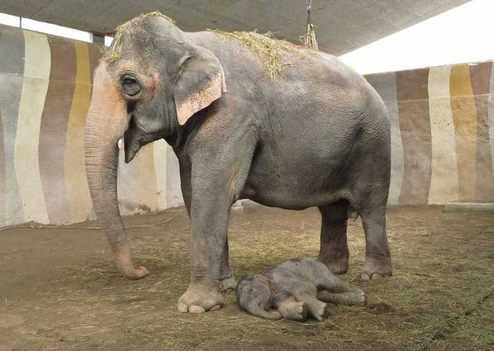 Elefantengeburt in Knies Kinderzoo   