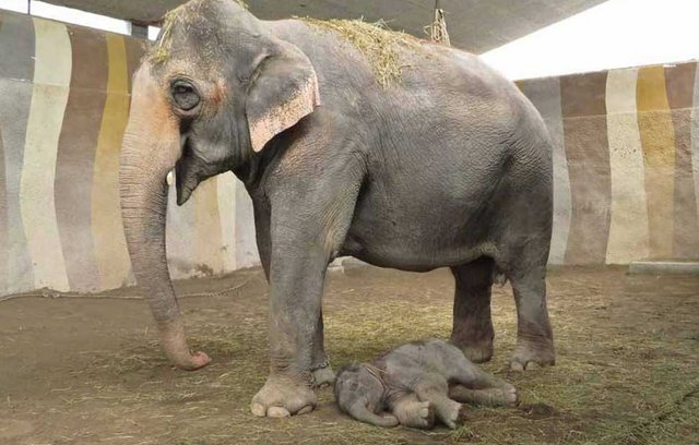 Elefantengeburt in Knies Kinderzoo   