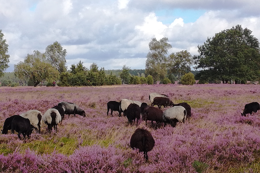 © Klaus Grimm - Waluen, Lüneburger Heide