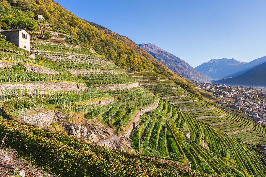 Sonnenlicht in den Weinbergen im Herbst, Bianzone, Veltlin
